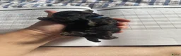 Cavapoo dogs for sale: Toy Cavapoo puppies  - Advert 18