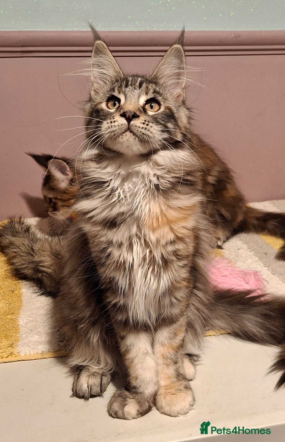 Maine Coon cats for sale: Beautiful torbie Maine Coon girls - Advert 7