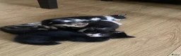 Mixed Breed cats for sale: Adorable Litter of 4 Loving Home Raised Kittens 🐾 - Advert 9