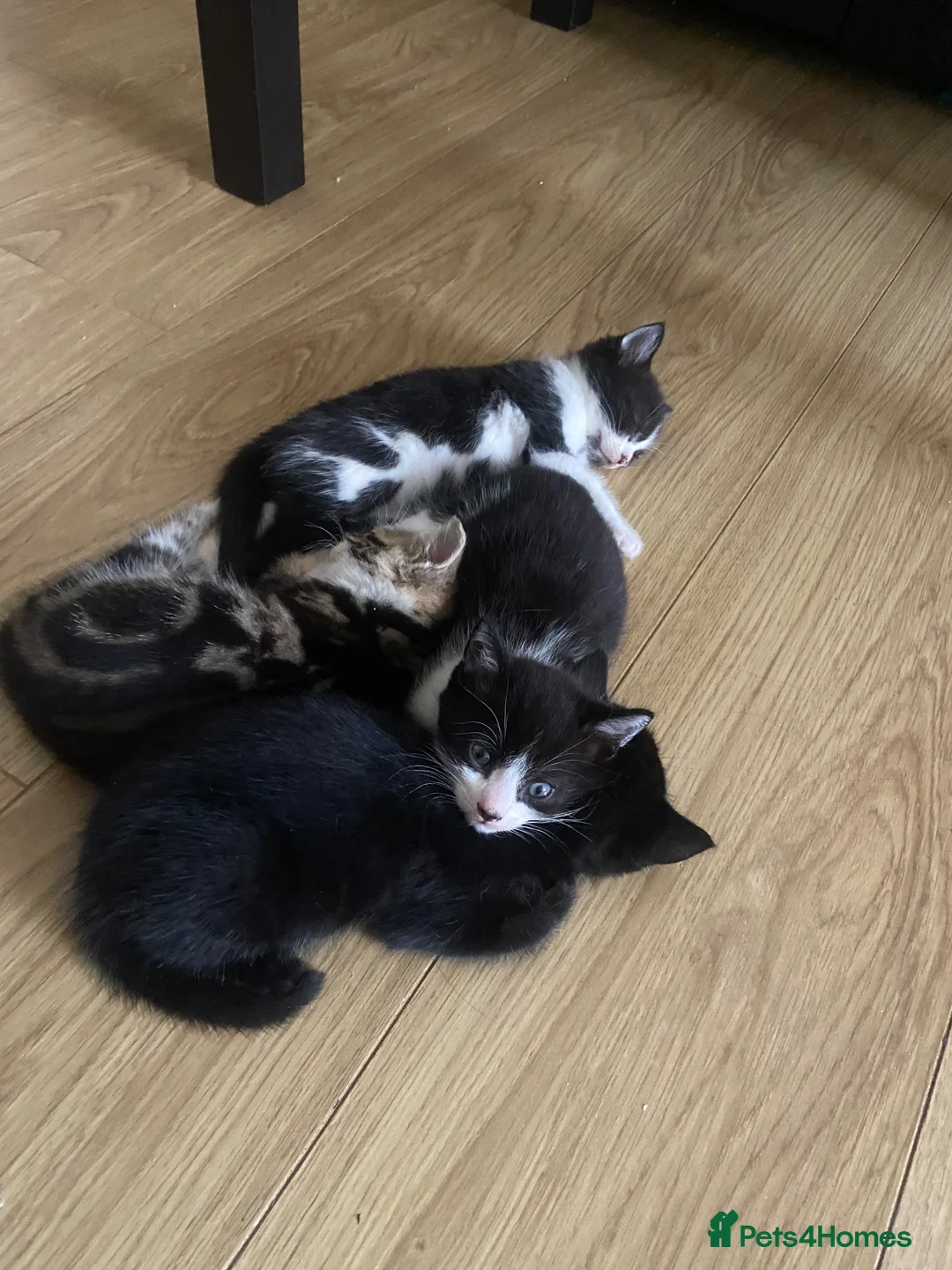 Mixed Breed cats for sale: Adorable Litter of 4 Loving Home Raised Kittens 🐾 - Advert 9