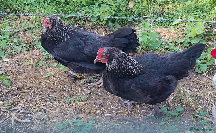 Chickens poultry - Advert 13