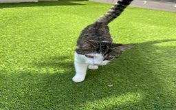 Mixed Breed cats for sale: Turkish Angora Mix  - Image 3