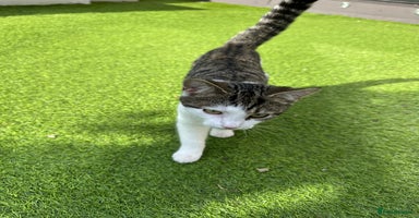 Mixed Breed cats - Advert 5