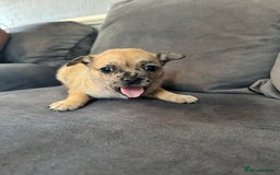 Mixed Breed dogs for sale: 5 x French Pomerdogs - Image 15