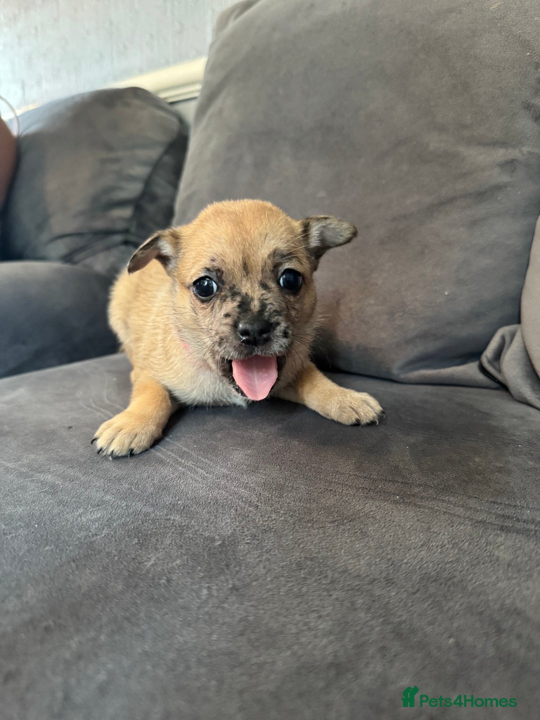Mixed Breed dogs for sale: 5 x French Pomerdogs - Image 15