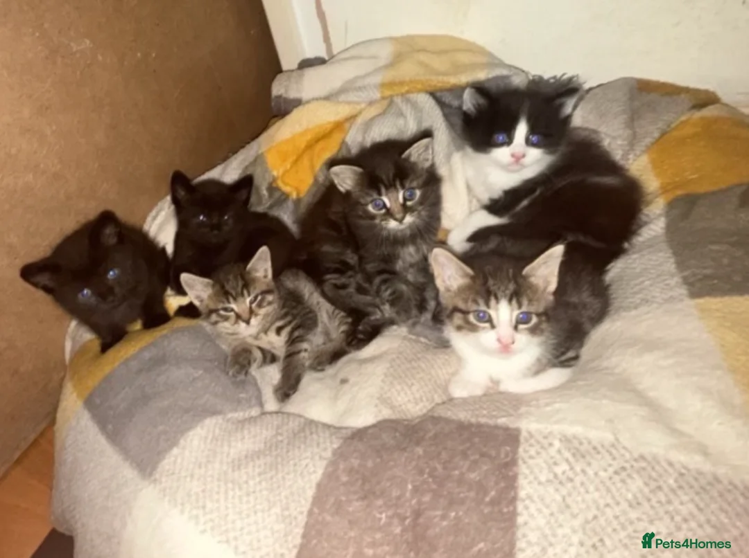 Mixed Breed cats for sale: Beautiful Chucky kittens for sale  - Advert 5