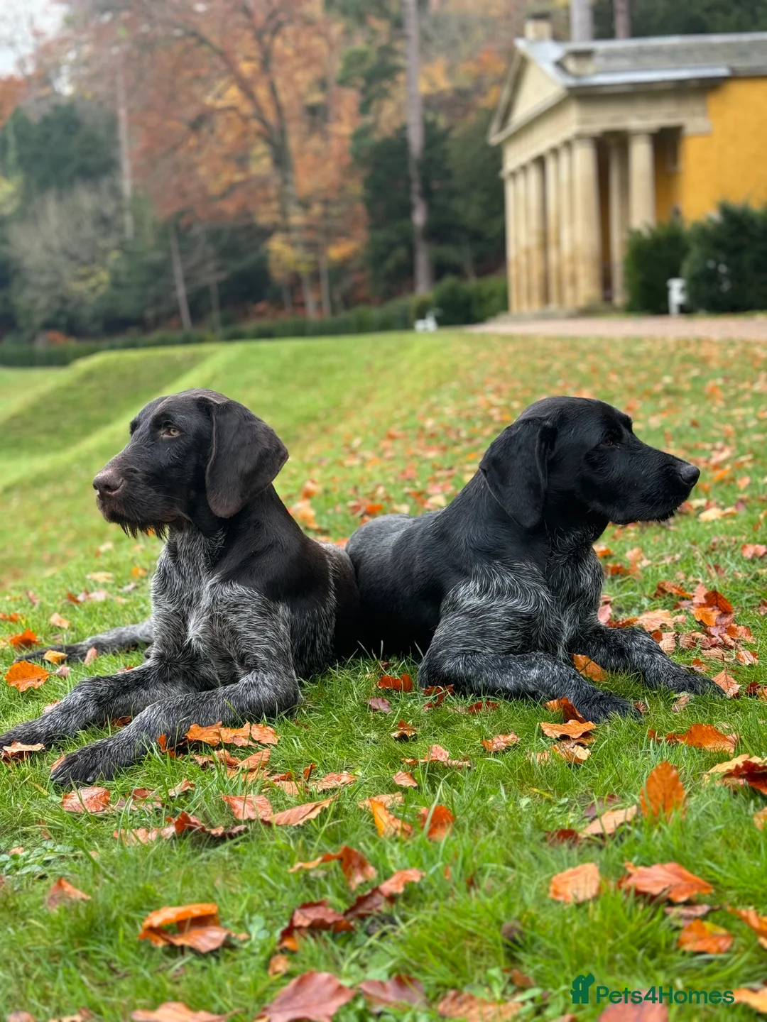 German Wirehaired Pointer dogs for stud: Black ticked GWP standing at Stud in Harrogate - Advert 13