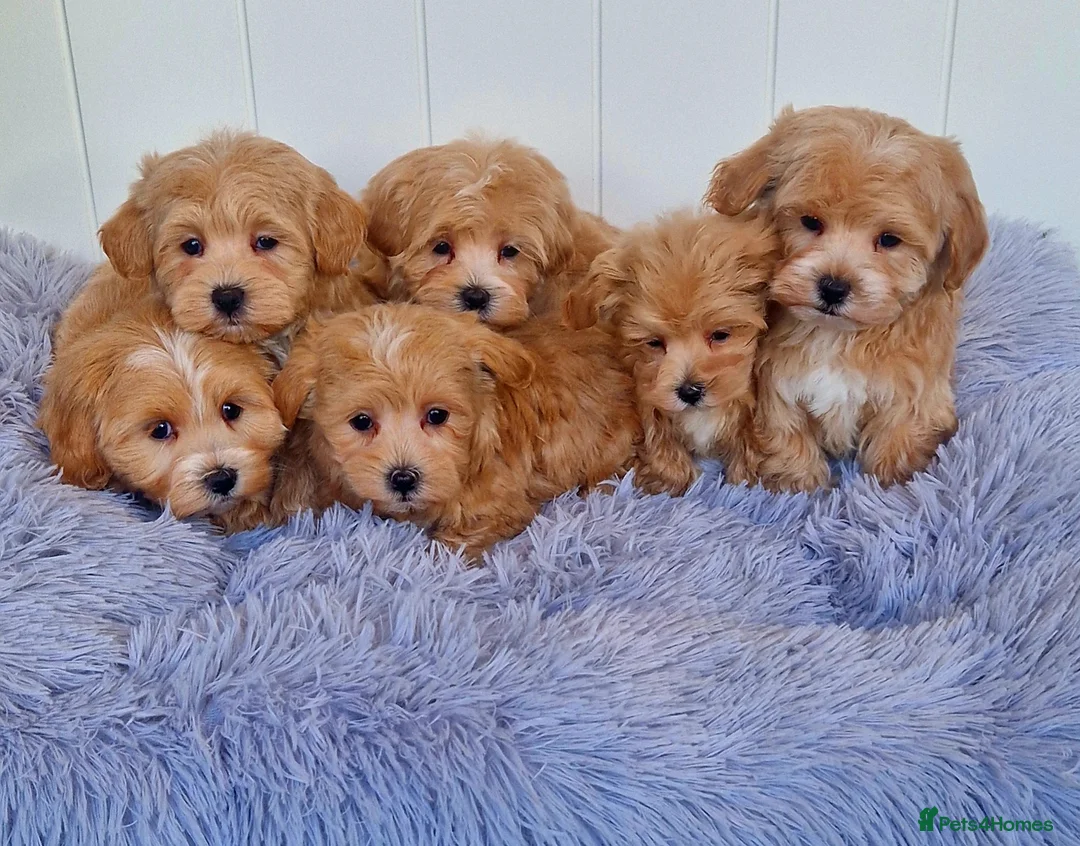 Maltipoo dogs for sale:  Beautiful health clear Maltipoo's - Advert 5