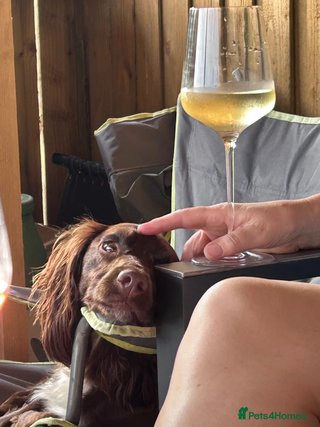 Cocker Spaniel dogs for sale: KC reg working cocker spaniels due in April  - Advert 2