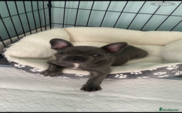 French Bulldog dogs for sale: Stunning Blue French bulldog  - Image 12