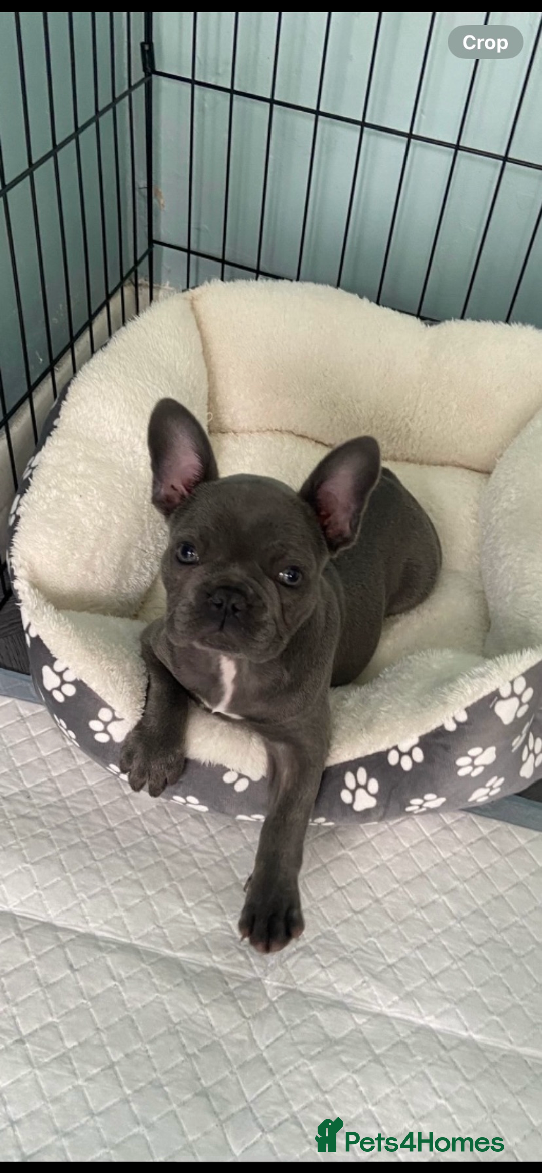 French Bulldog dogs for sale: Stunning Blue French bulldog  - Image 12