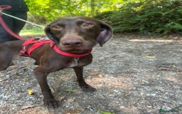 German Shorthaired Pointer dogs for adoption: Rucha, female German Shorthaired Pointer, aged 2 - Image 10
