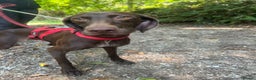 German Shorthaired Pointer dogs for adoption: RESERVED - Roo, female GSP aged 2 - Advert 10