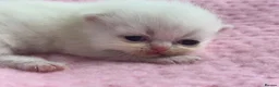 Exotic cats for sale: 3 beautiful quality exotic kittens - Advert 22