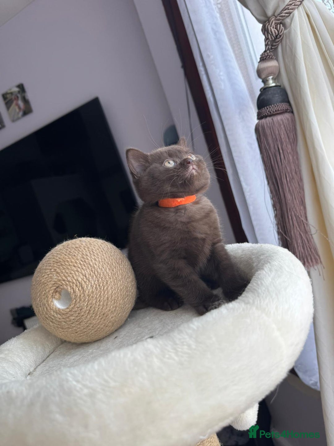 British Shorthair cats for sale: 💙 2 handsome  GCCF British Sorthair 💙 - Image 13