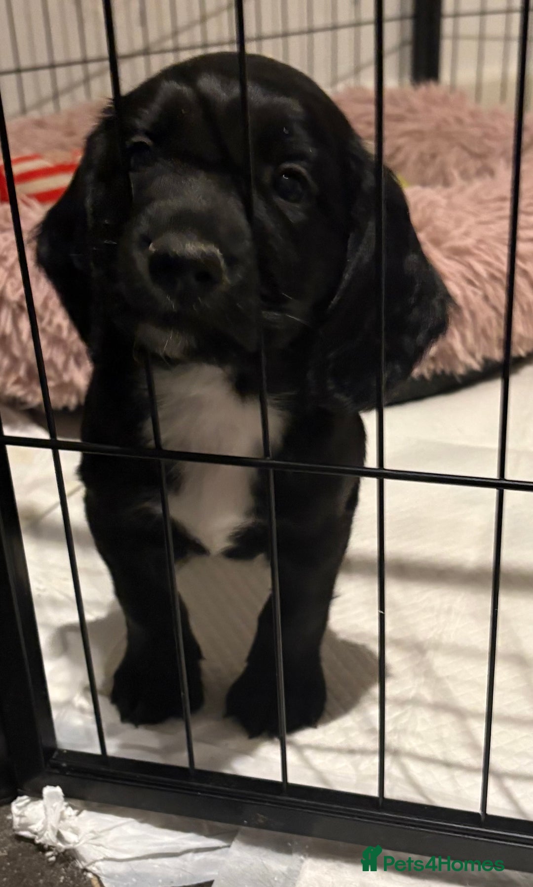 Sprocker dogs for sale: SPRINGER PUPPIES - Advert 7