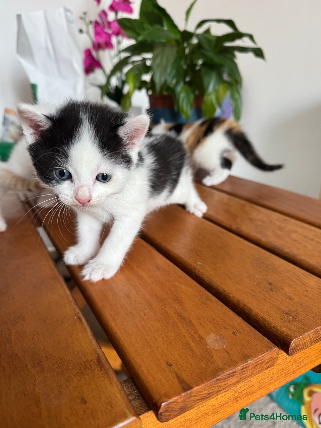 British Shorthair cats for sale: 6 Playful British Shorthair Cats - Image 3