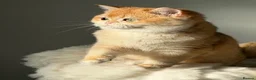 British Shorthair cats for sale: Teddy Bear 🧸 British Shorthair Golden kittens  - Advert 29