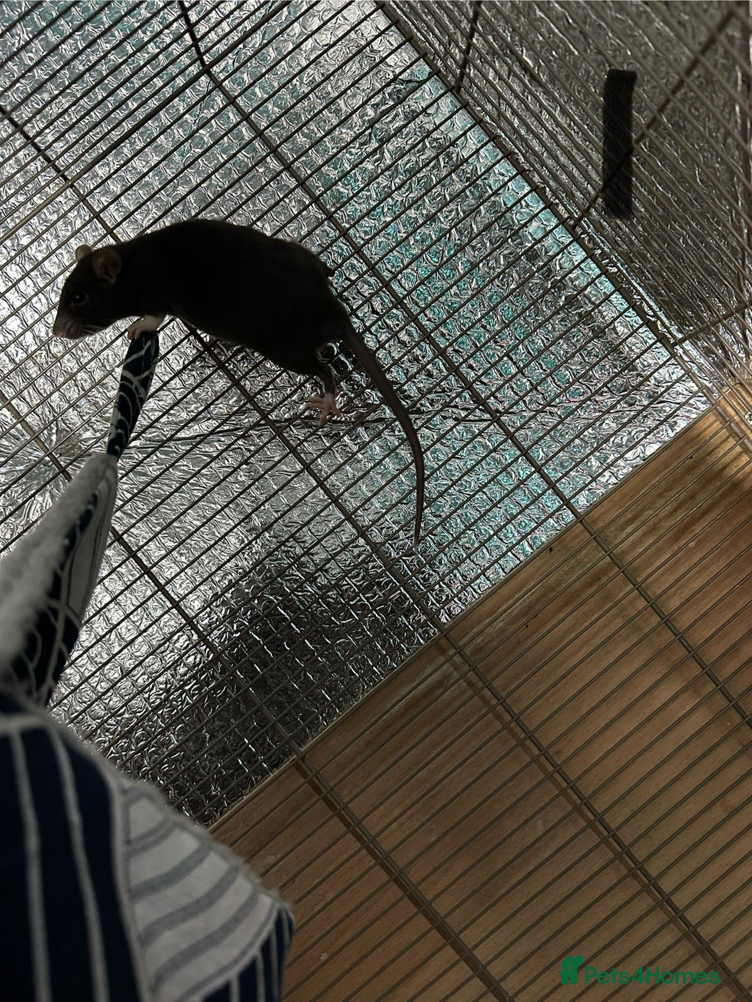 Rat rodents for sale: Rats & complete set up - Image 5