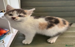 Mixed Breed cats for sale: Calico Grey, Pale Ginger & White ready now - Image 7