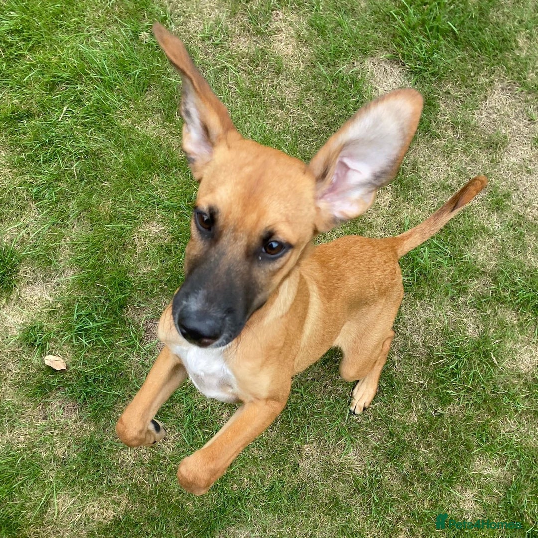 Mixed Breed dogs for adoption: Minnow (Hound/Shepherd mix) - Image 9