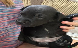 Staffordshire Bull Terrier dogs for sale: 8 Staffordshire Bull Terriers  - Image 13