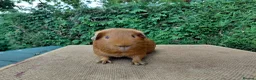 Guinea Pig rodents for sale: Baby guinea-pigs  - Advert 12
