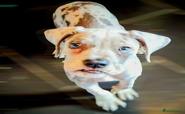 Mixed Breed dogs - Advert 4