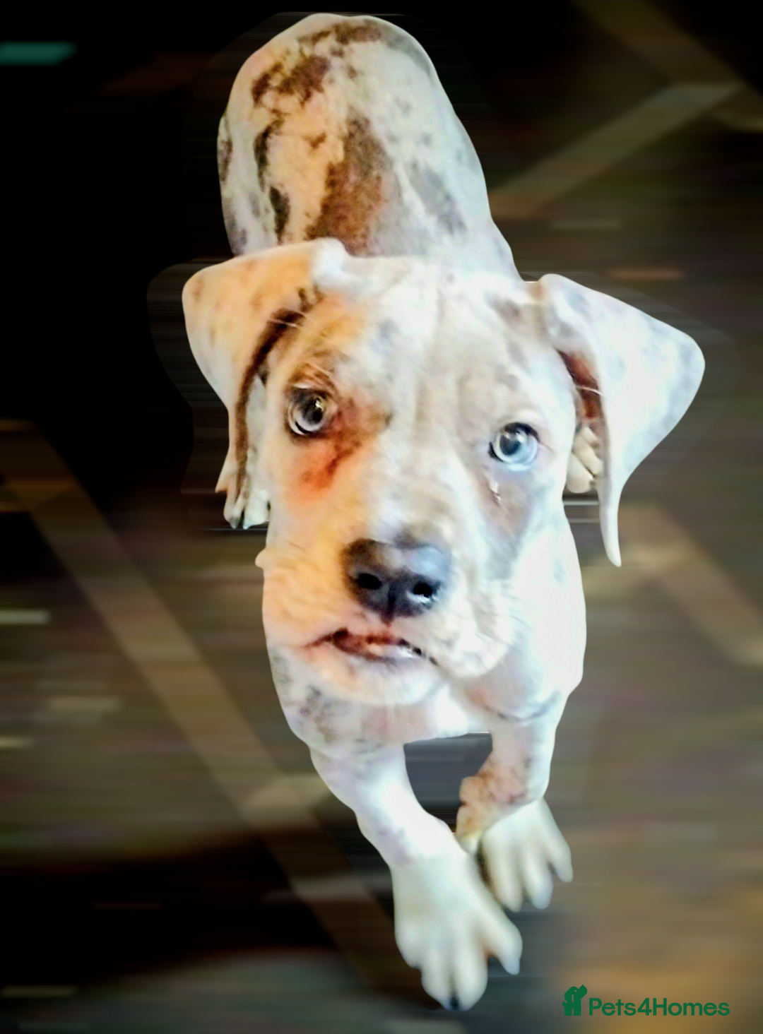 Mixed Breed dogs for sale: Cane Corso x Great Dane - Image 1
