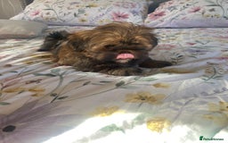 Shih Tzu dogs for sale: Shih Tzu puppies  - Image 6