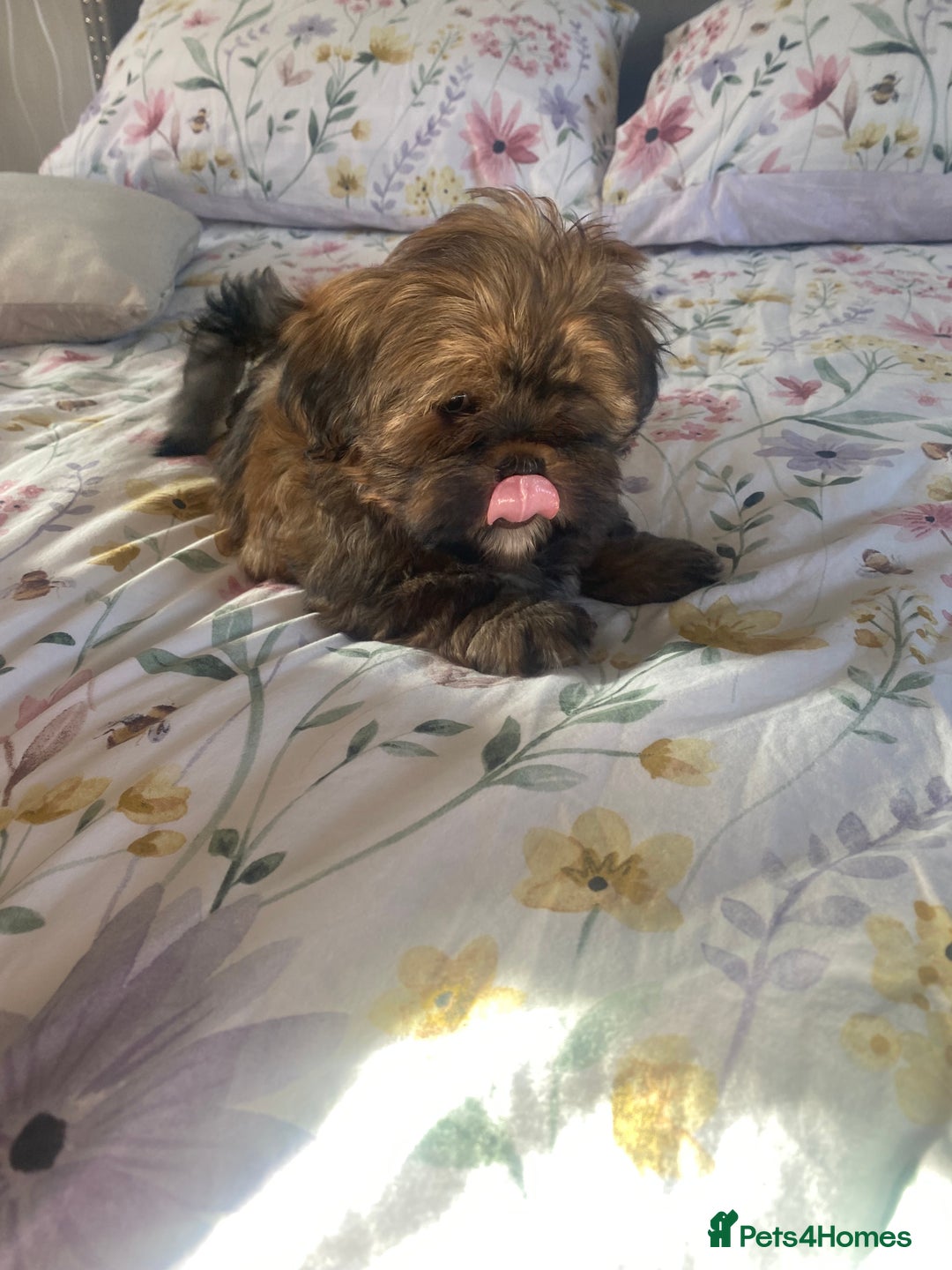 Shih Tzu dogs for sale: Shih Tzu puppies  - Image 6