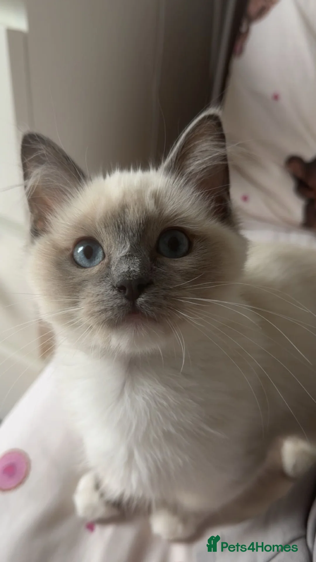 Ragdoll cats for sale: I have a beautiful boy for sell. - Advert 2