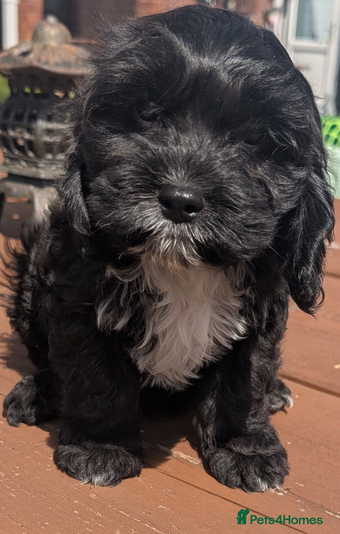 Cavapoo dogs Beautiful & Quality DNA Clear F1 Cavapoo puppies  - Advert 1