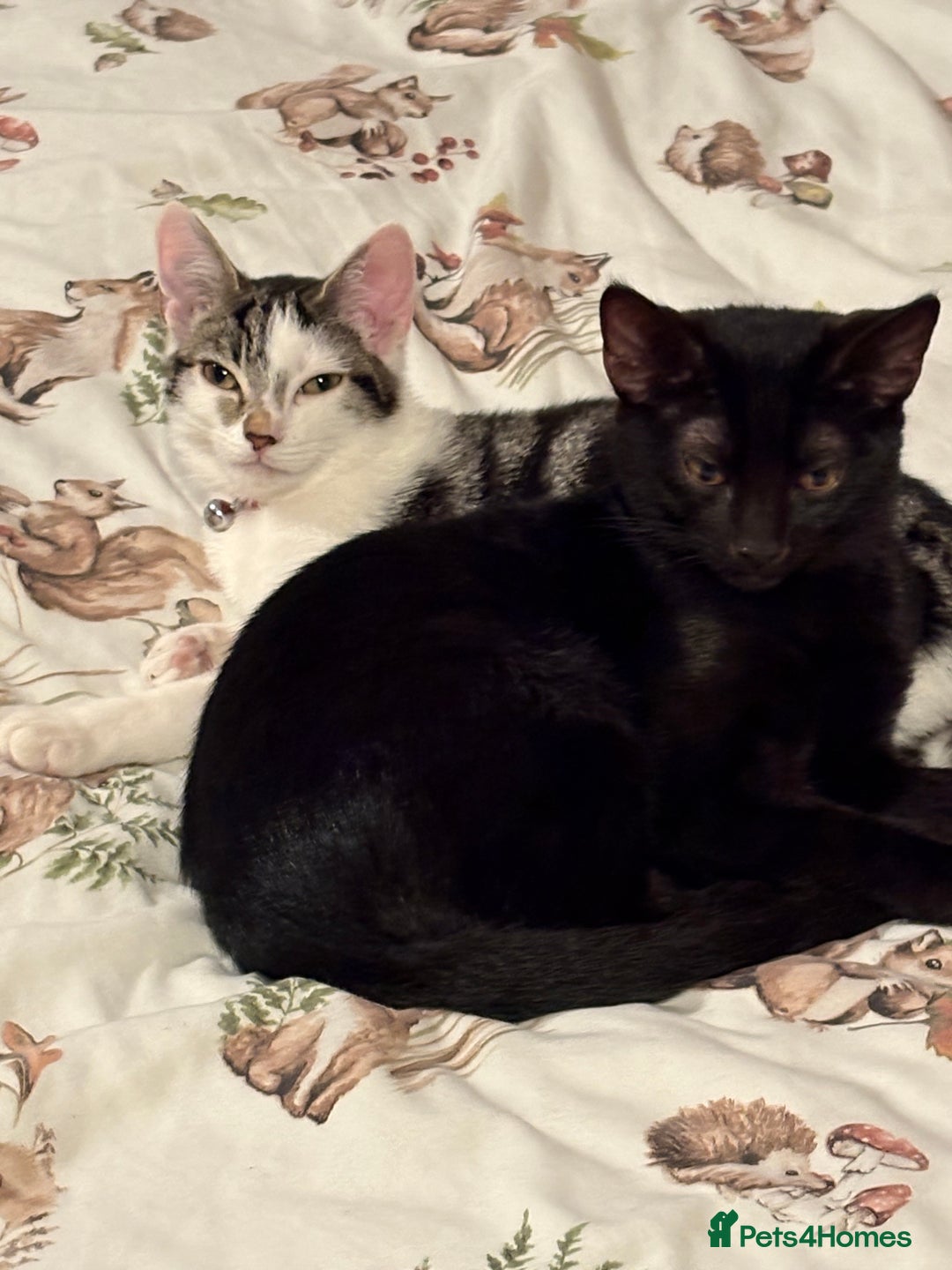 Mixed Breed cats for sale: Minnie and leo - Image 3