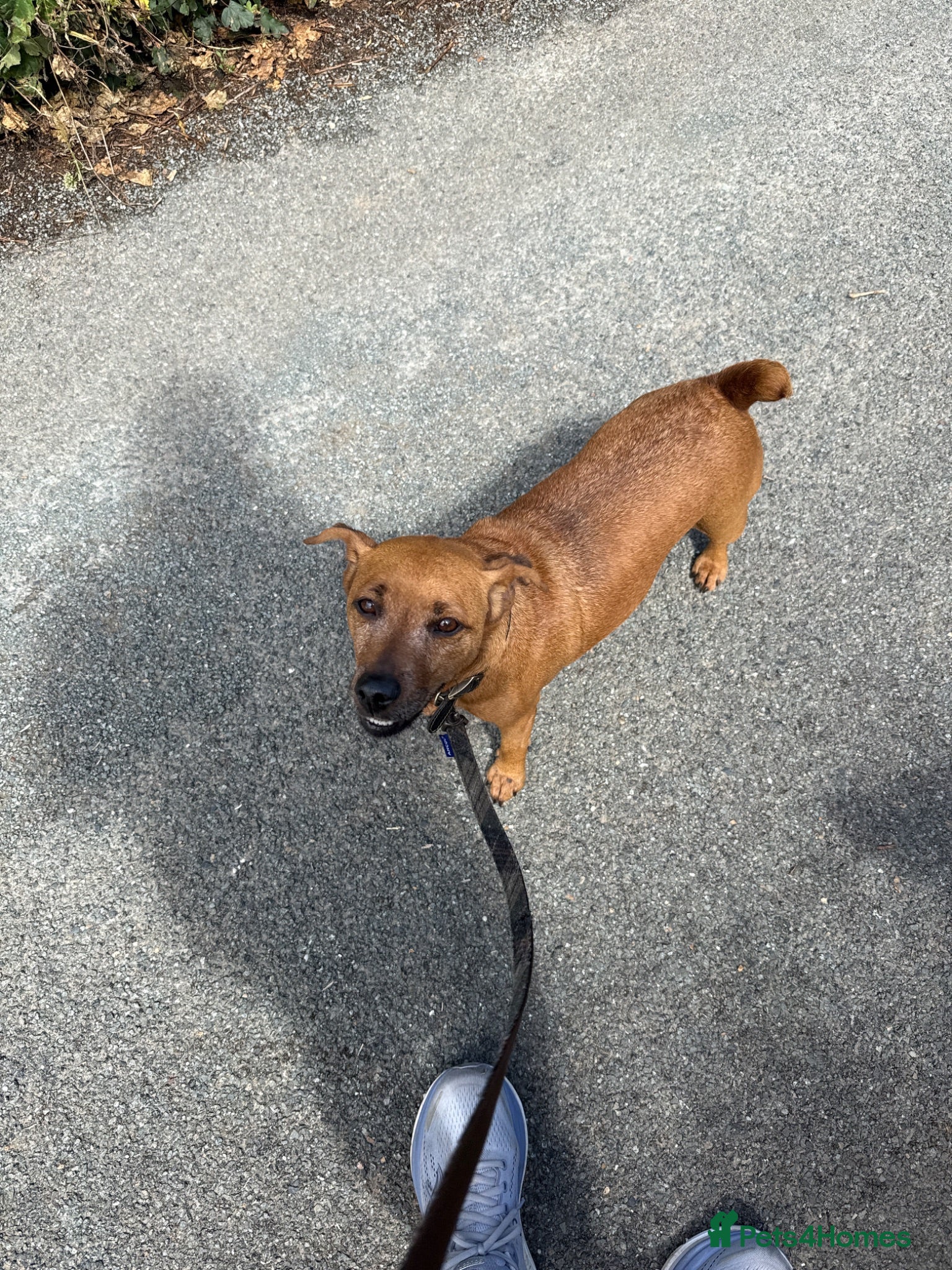 Mixed Breed dogs patterdale x whippet  - Advert 1