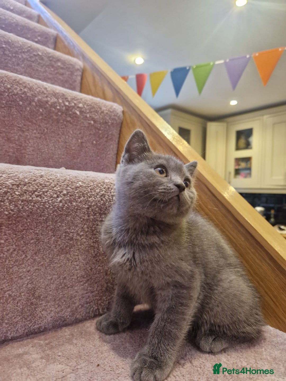 Scottish Fold cats for sale: 1 BSH Boy AVAILABLE. in Sheffield - Image 17