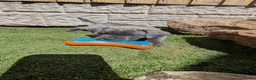 Cane Corso dogs for sale: Cane corso puppies  - Advert 13