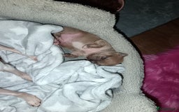 Chihuahua dogs for sale: Chihuahua boy 💙 - Advert 10