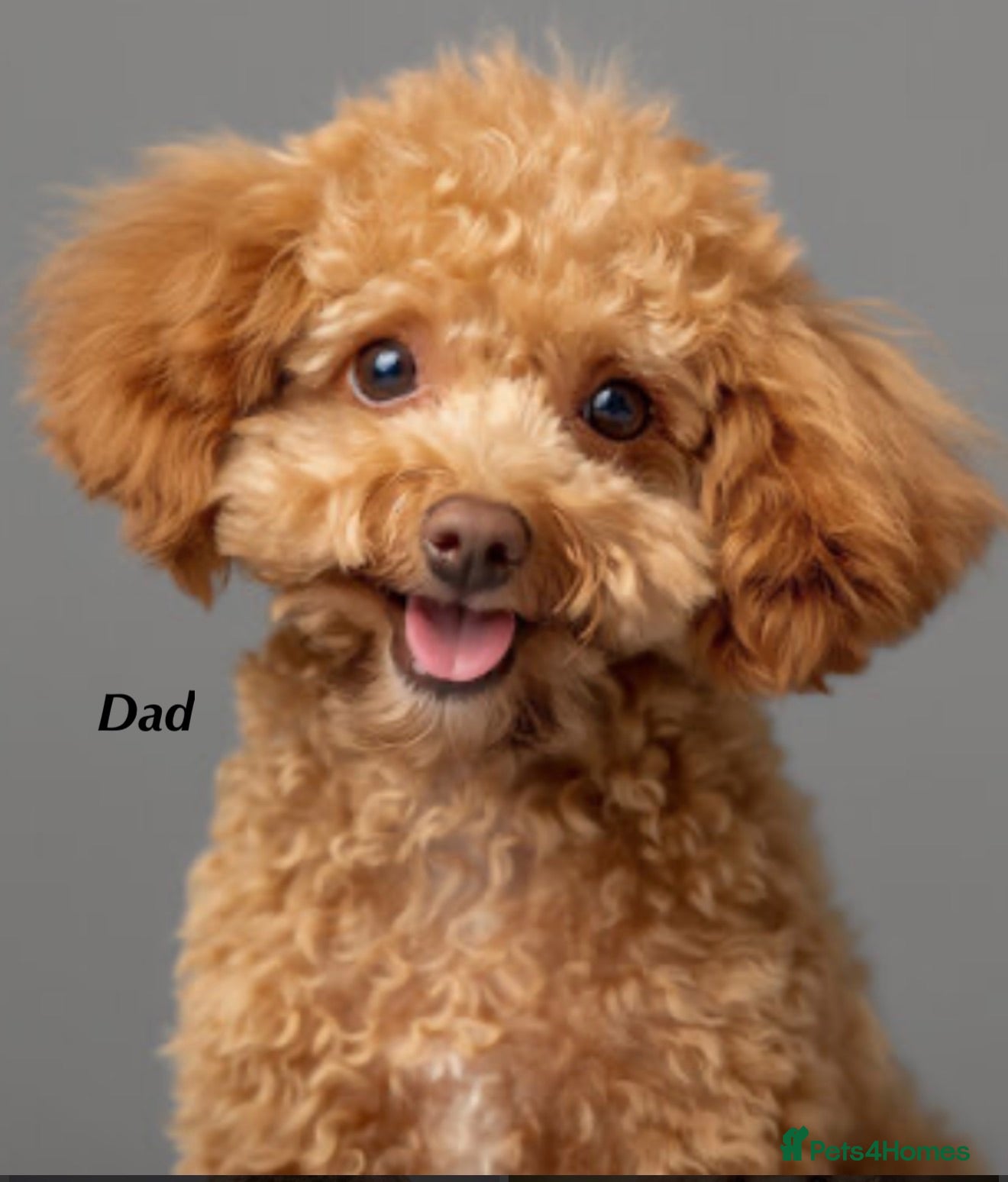 Toy Poodle dogs Asian Tiny Teddy Toy Poodles to Steal Your Heart  - Advert 2