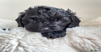 Cavapoo dogs - Advert 1