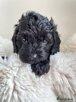 Cavapoo dogs - Advert 10