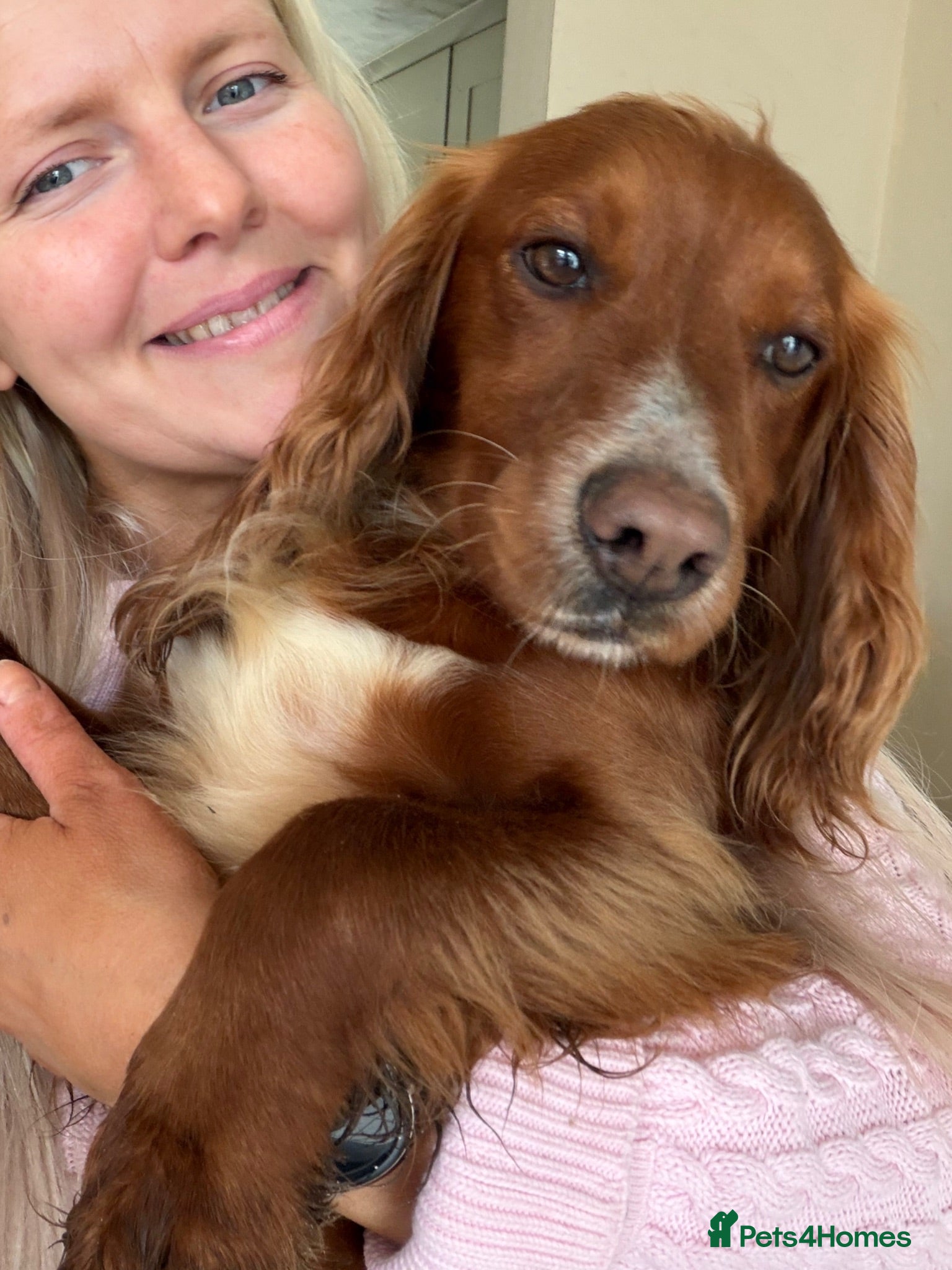 Cocker Spaniel dogs 3 Year old Cocker Spaniel Bitch  - Advert 2