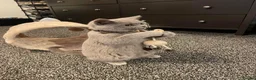 British Shorthair cats for sale: Male 2 year old British Short Hair - Advert 5