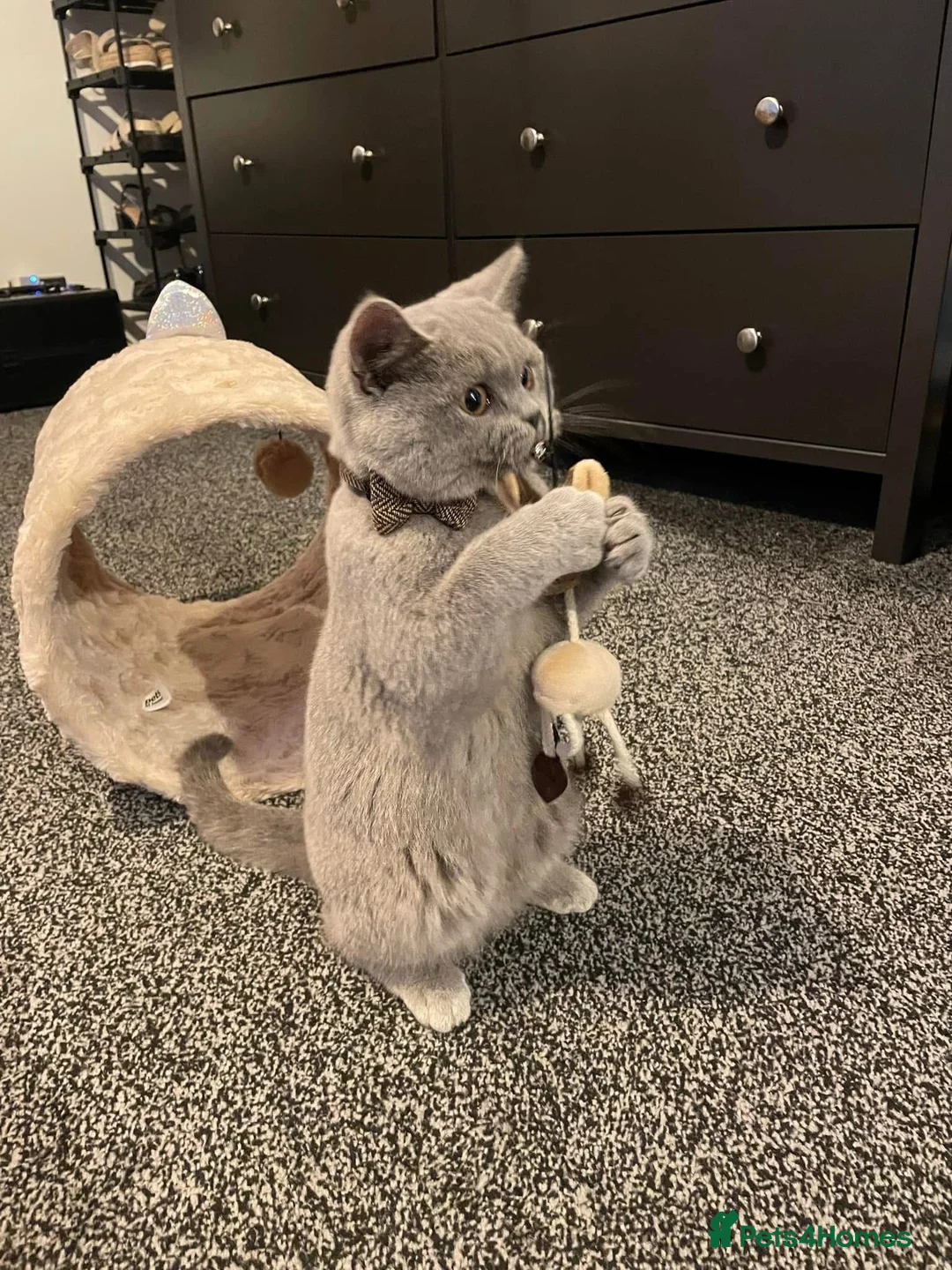 British Shorthair cats for sale: Male 2 year old British Short Hair - Advert 5