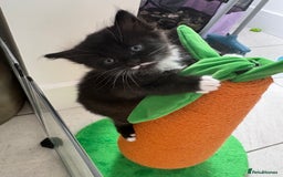 Mixed Breed cats for sale: Ragdoll cross  - Image 9