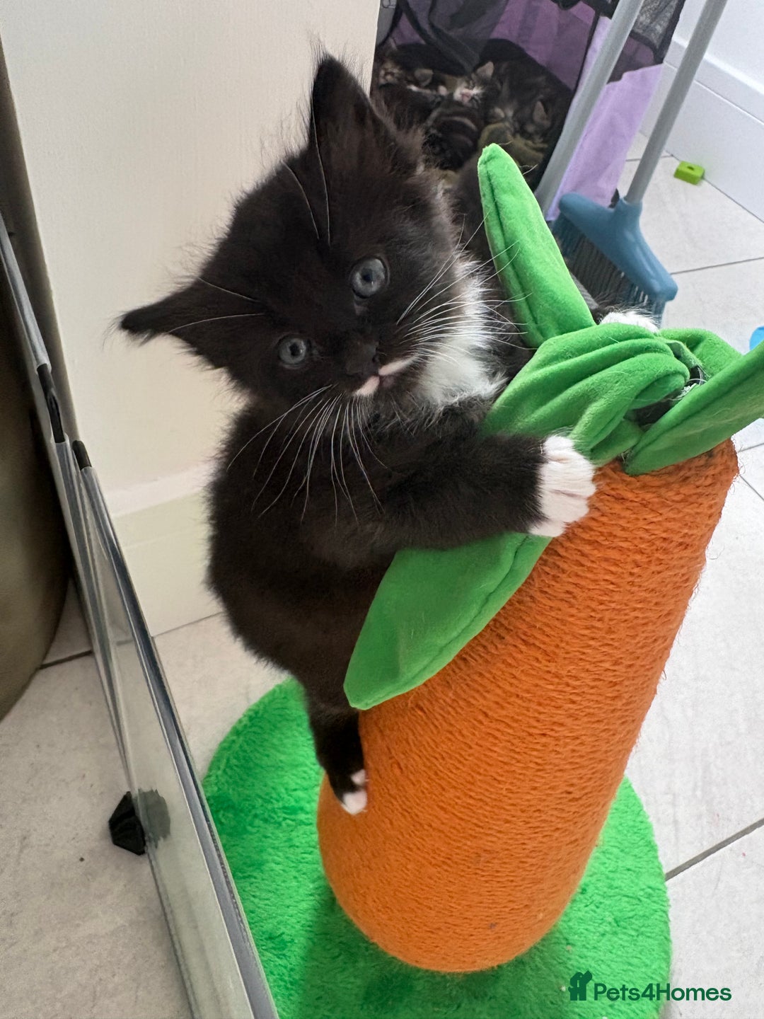 Mixed Breed cats for sale: Ragdoll cross  - Image 9