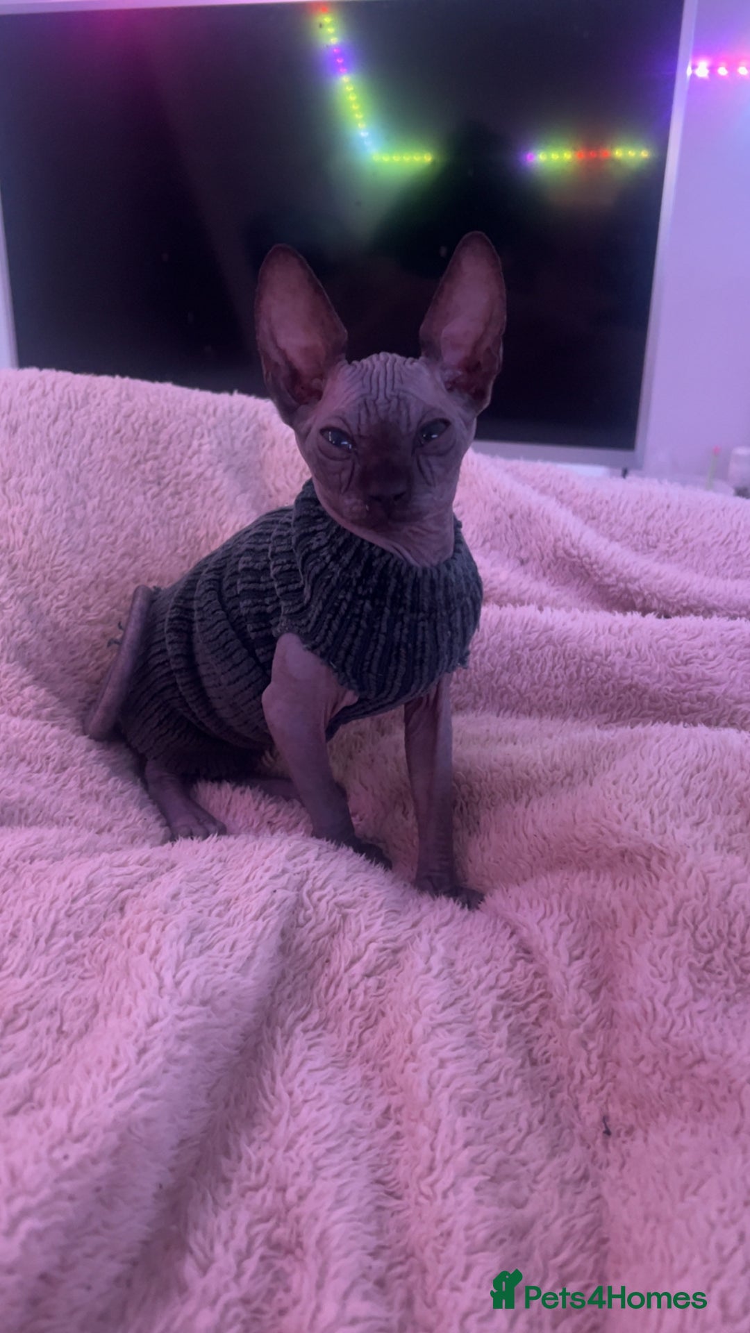 Sphynx cats for sale: Sphynx kitten for sale  - Advert 5