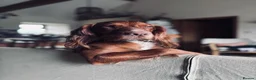 Cocker Spaniel dogs for stud: KC Working Cocker Spaniel - Advert 1