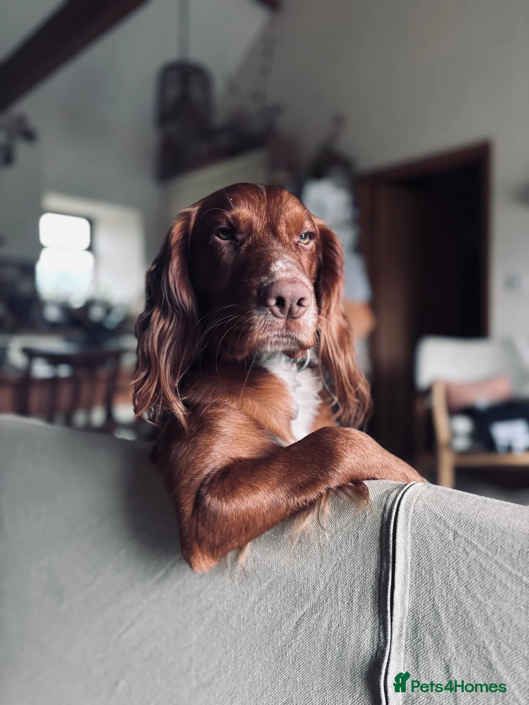 Cocker Spaniel dogs for stud: KC Working Cocker Spaniel - Advert 1