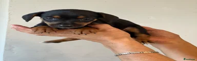 Patterjack 8